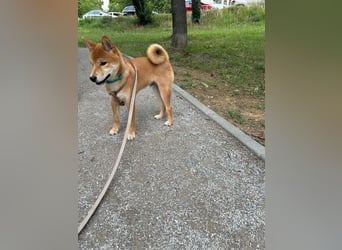Hervorragender Shiba-Inu-Wurf mit hervorragendem Ausstellungspotenzial