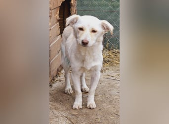 Kleine Prinzessin *ANNA* sucht Familienanschluß