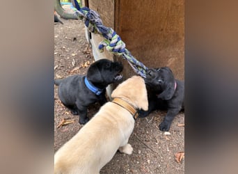 Labrador Retriever Welpen, reinrassig, Ahnenpass uvm., schwarz und gelb