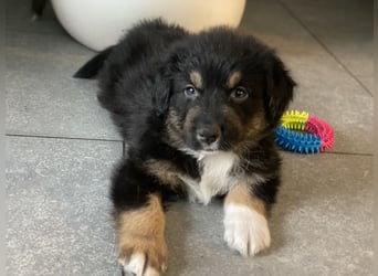 Diese süßen Australian Shepherd Welpen