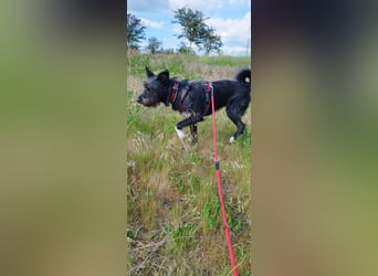 Süsse Phoebe sucht ihr Für-Immer-Zuhause!