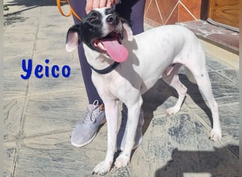 Yeico 09/2022 (ESP) - aufgeschlossener und sozialer Ratonero Bodeguero Andaluz Mix!
