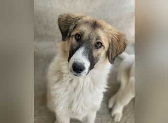 Renfri, geb. ca. 05/2024, lebt in GRIECHENLAND, im städt. Tierheim Serres