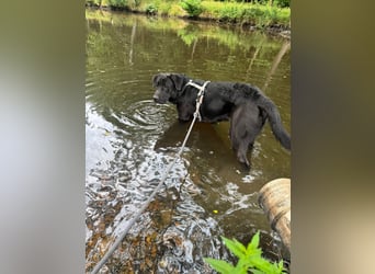 MOGLI ❤️ liebevoller Riese, Pflegefamilie Oberursel