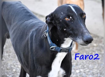 Faro2 05/2022 (in Deutschland) - verspielter und lieber, bezaubernder Galgo!