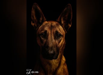 Tom, freundlich und sozial