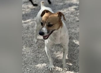Luki, ein Herzenshund