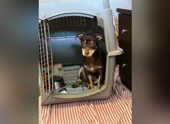 Kleine Mirell sucht ihr großes Glück 