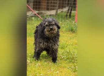 Bogáncs LM – Traumhund auf vier Pfoten sucht Herzensmenschen