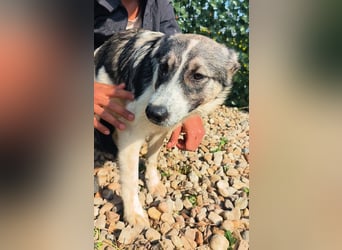 AMY hätte gerne ein Zuhause