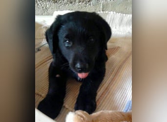 BEPO❤️ verschmuster, kluger Labbi-Senior sucht dringend seine neue Familie