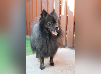 Mochi-SR, würde gern im eigenen Garten toben