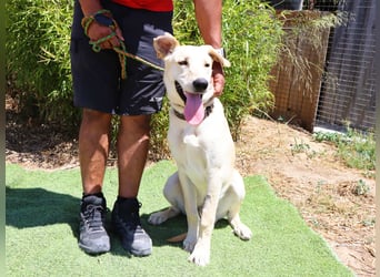 Dusty, Labrador-Mix, lieb und sozial