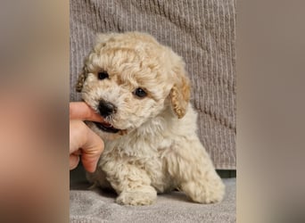 Maltipoo Welpe Rüde