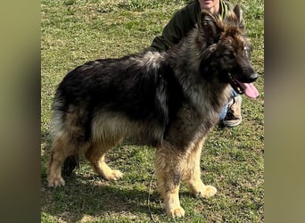 Balto