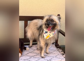 Stitch SR – kleiner Überlebenskämpfer sucht sein Happy End