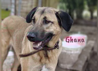 Ghana 10/2023 (ESP) - liebevolle, menschenbezogene und friedvolle wunderschöne Hündin!