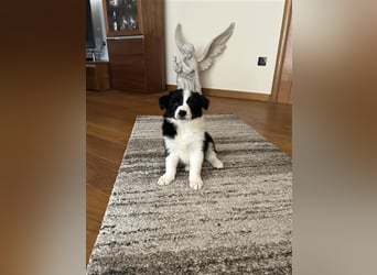 Border Collie Welpe