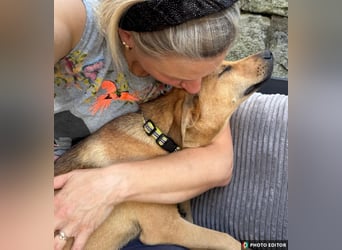 Elay, ein Herzenshund sucht sein Glück, PS in 94078 Freyung