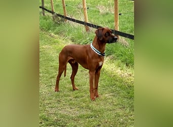 Rhodesian Ridgeback Dark Wheaten