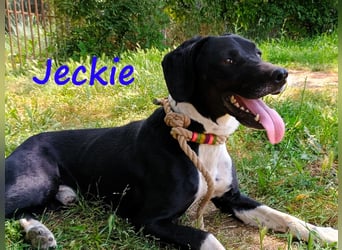 Jeckie geb. ca. 01/2021 (GRC) - ausgeglichener, lieber und wunderschöner Rüde!