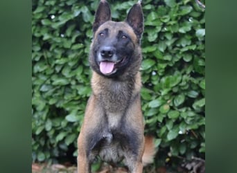 Max