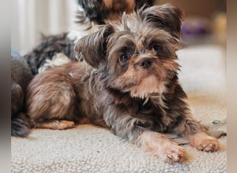 Rocky Shih Tzu Mischling sucht liebevolles Zuhause