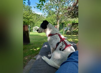 ♥SUNNY♥ auf Pflegestelle bei Leverkusen - zierliche, verschmuste, fröhliche kleine Zuckermaus 34cm