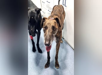 Roncel – freundlicher Galgo-Bub mit Köpfchen und Charme!
