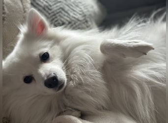 Snow SR- Eisbär sucht Zuhause