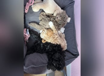 Rüde Pudel Welpen - Male Poodle Puppy