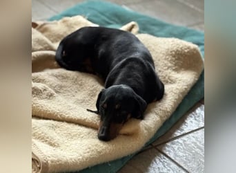 Mojo
