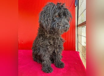 schmusige Puli-Hündin XENA - 2 Jahre, 40cm/12kg 