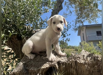 Rocky – und jetzt in die Familienhundeschule starten…….