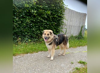 Betty, sehr liebe , ruhige und intelligente Hündin sucht Traumplatz