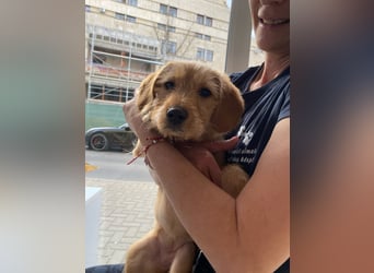 Coco - sucht noch ihr Plätzchen