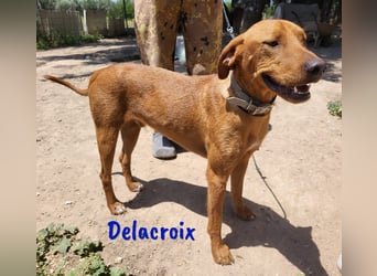 Delacroix 11/2022 (ESP) - verspielter, liebevoller und sportlicher Jagdhund-Mix Junghund!