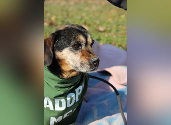 Bogar, kleine Seniorin sucht ruhiges Plätzchen