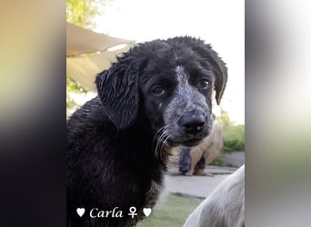 Cindy und Carla suchen ab Mitte Juli ein Zuhause