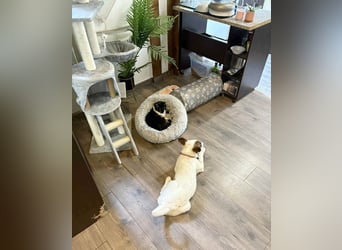 Süßer Leo sucht sein Zuhause