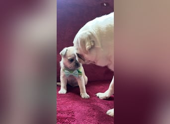 Mops Welpen ( noch 2 Rüde)