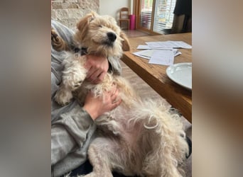 Lucky ❤️ wartet in 78247 Schlatt am Randen