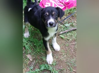 Hundekind „Monika“, ausreisebereit Ende Juni 2025, sucht Familie