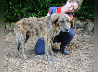 Ulick - Hunde bevorzugt!