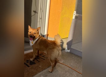 Elvira SR – Liebevolle Mama sucht ruhiges Zuhause