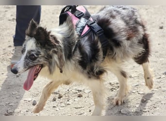Daisy, freundlich, offen und ausmerksam