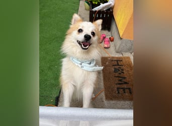 Alf SR – Freundlicher Spitz-Rüde sucht liebevolles Zuhause