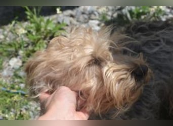 Kuka, eine von zwölf zurückgelassenen Hunden sucht ein neues Zuhause