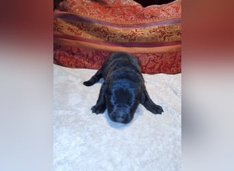 Labrador Schäferhund Mischlings Welpen