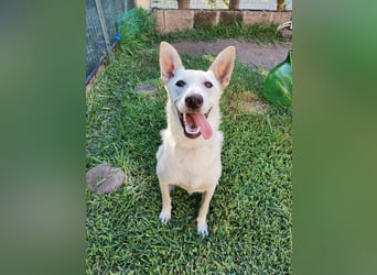 Ambra – Karrierecoaching in Familienhundekunde dringend gesucht!